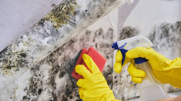 Best Basement Mold Removal  in Zapata, TX